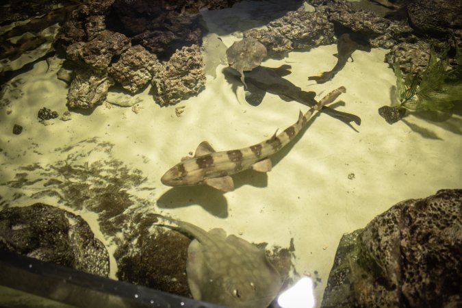 Woodbridge Aquarium & Wildlife