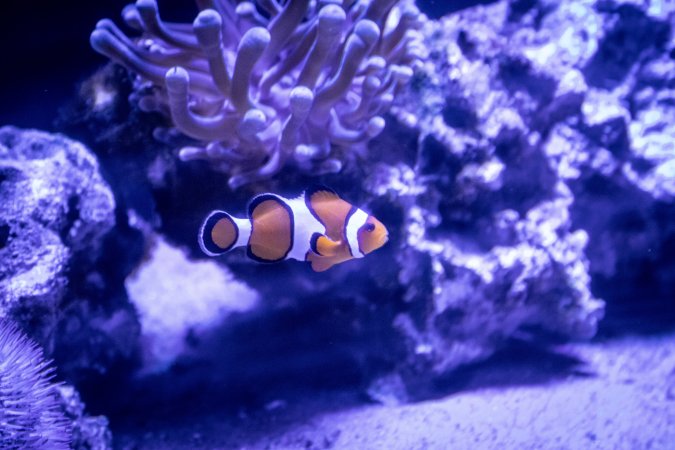 Woodbridge Aquarium & Wildlife