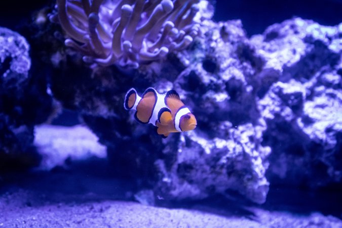 Woodbridge Aquarium & Wildlife