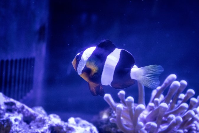 Woodbridge Aquarium & Wildlife