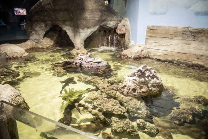 Woodbridge Aquarium & Wildlife