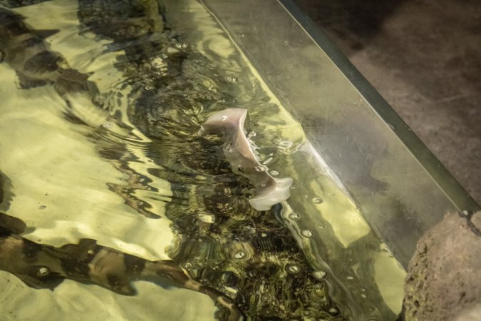 Woodbridge Aquarium & Wildlife