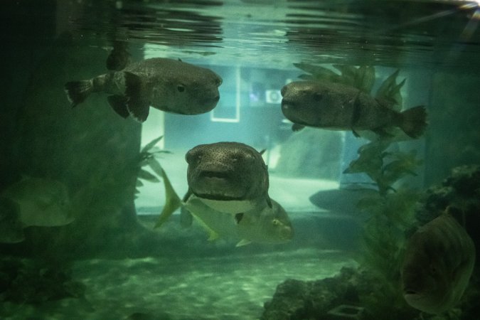 Woodbridge Aquarium & Wildlife