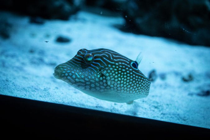 Woodbridge Aquarium & Wildlife