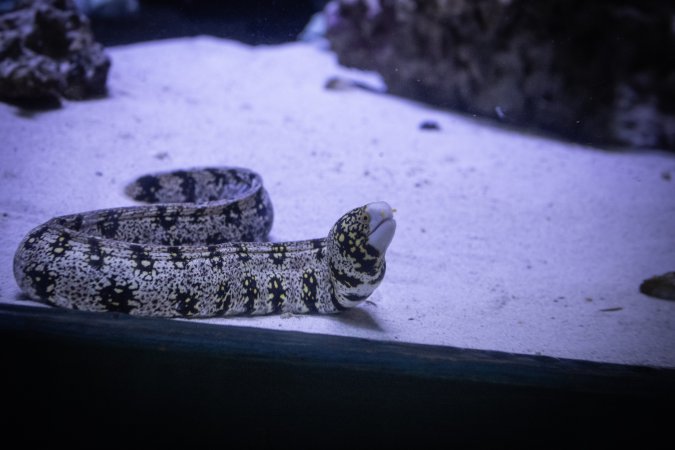 Woodbridge Aquarium & Wildlife