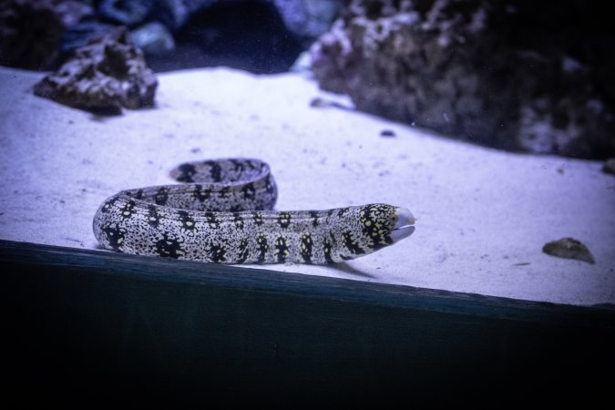 Woodbridge Aquarium & Wildlife