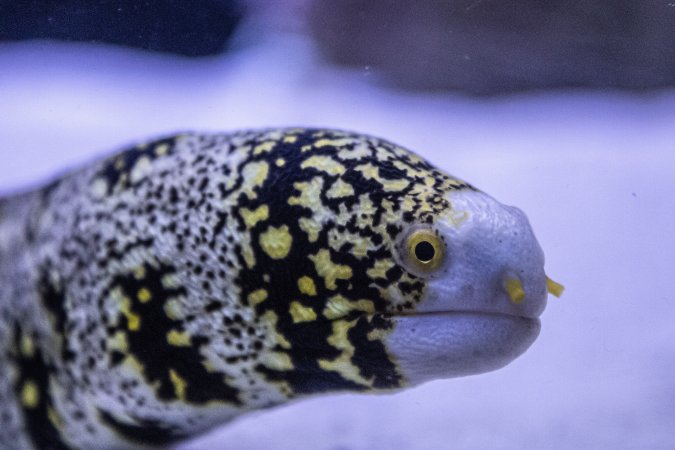 Woodbridge Aquarium & Wildlife