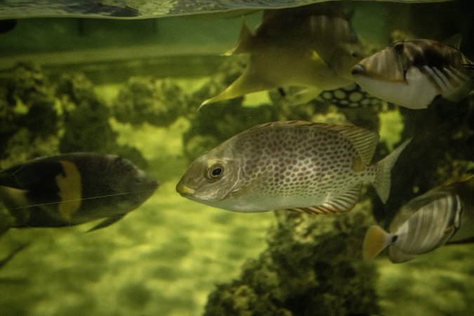 Woodbridge Aquarium & Wildlife
