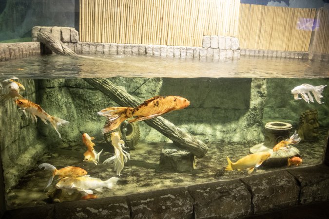 Woodbridge Aquarium & Wildlife