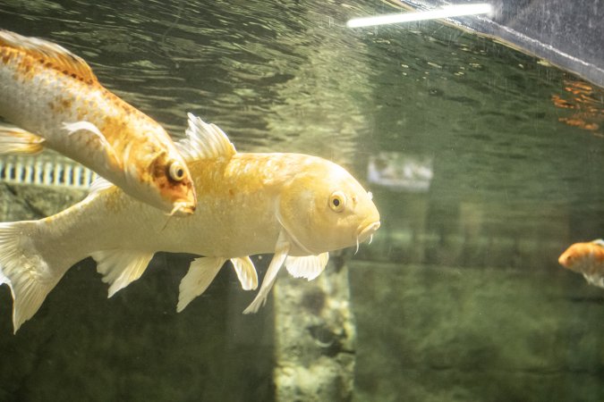 Woodbridge Aquarium & Wildlife