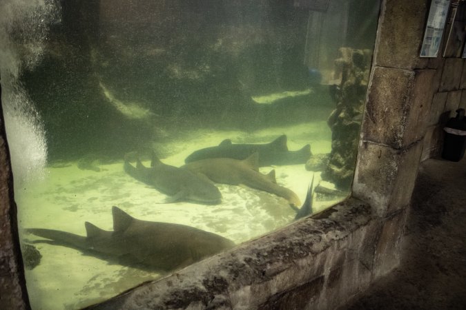 Woodbridge Aquarium & Wildlife