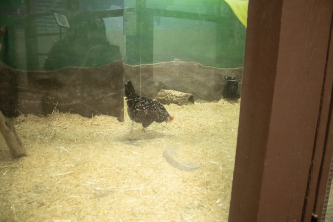 Woodbridge Aquarium & Wildlife