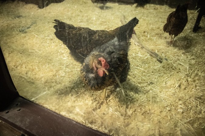 Woodbridge Aquarium & Wildlife