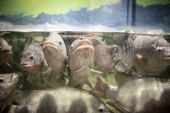 Woodbridge Aquarium & Wildlife
