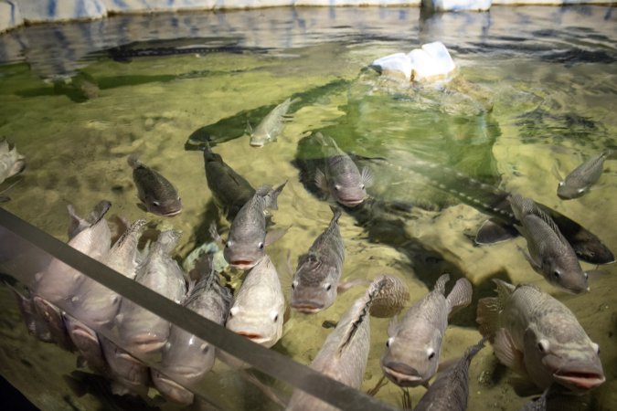 Woodbridge Aquarium & Wildlife