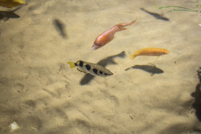 Woodbridge Aquarium & Wildlife