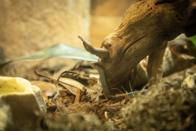 Woodbridge Aquarium & Wildlife