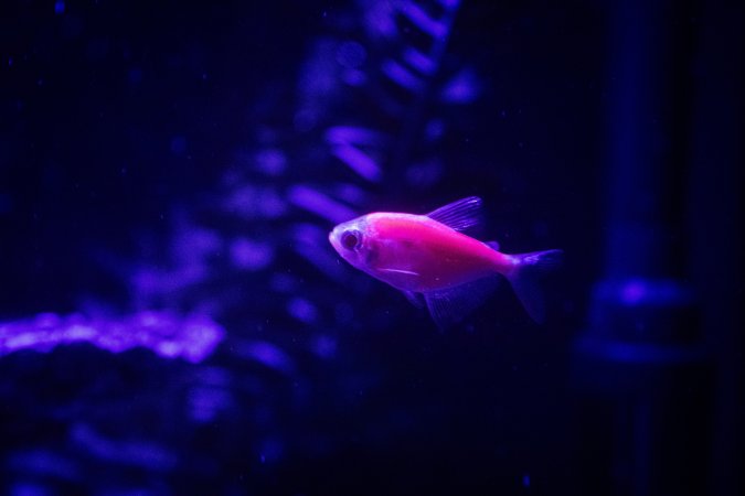 Woodbridge Aquarium & Wildlife