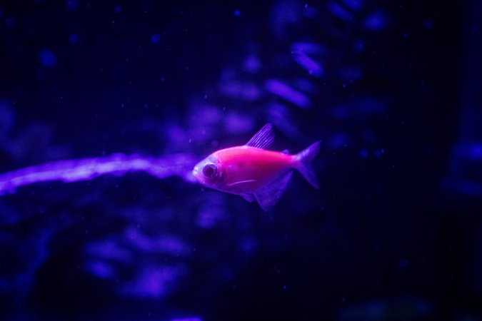 Woodbridge Aquarium & Wildlife