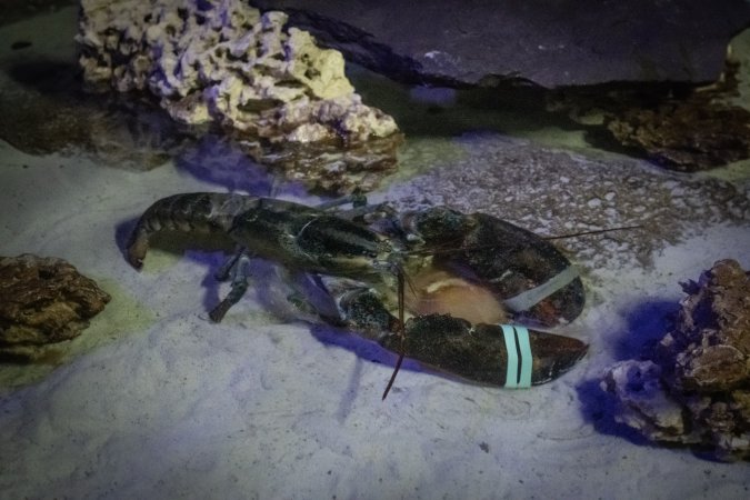 Woodbridge Aquarium & Wildlife