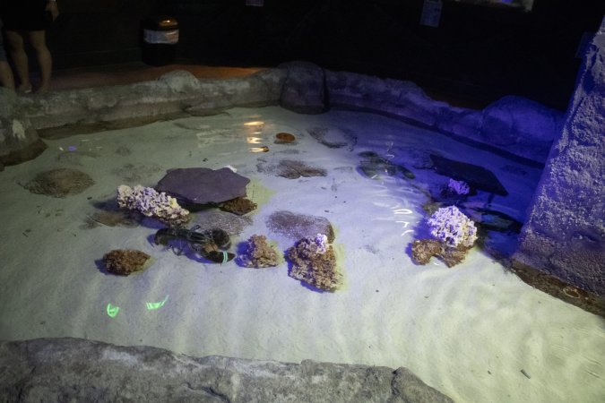 Woodbridge Aquarium & Wildlife