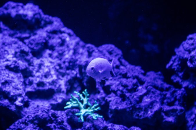 Woodbridge Aquarium & Wildlife