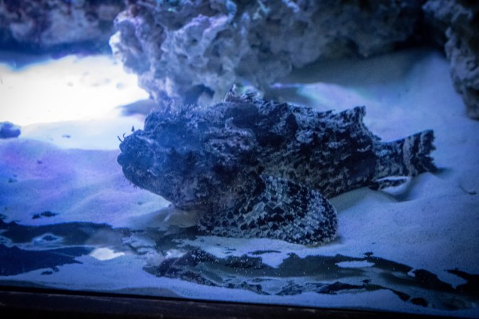 Woodbridge Aquarium & Wildlife