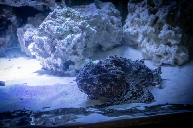 Woodbridge Aquarium & Wildlife