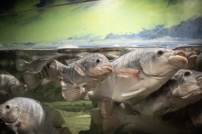 Woodbridge Aquarium & Wildlife