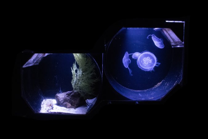 Woodbridge Aquarium & Wildlife