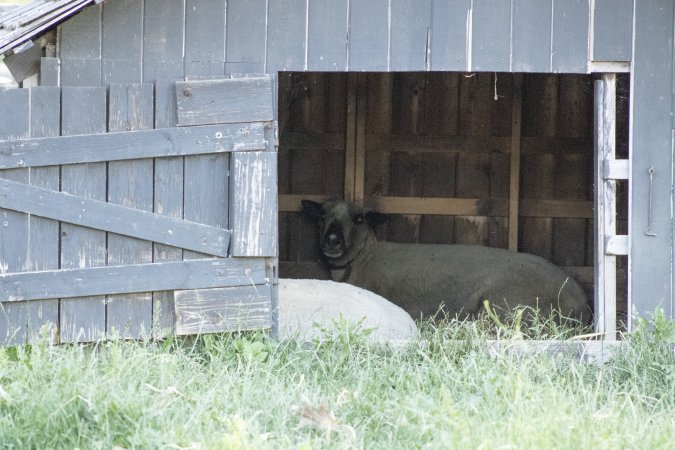 Longstreet Farm