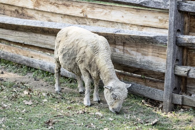 Longstreet Farm