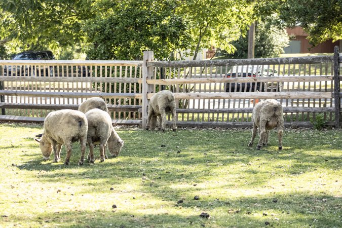 Longstreet Farm