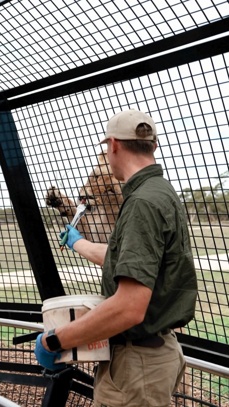 Lions at Monarto Safari Park