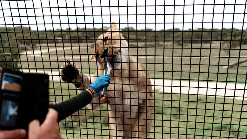 Lions at Monarto Safari Park
