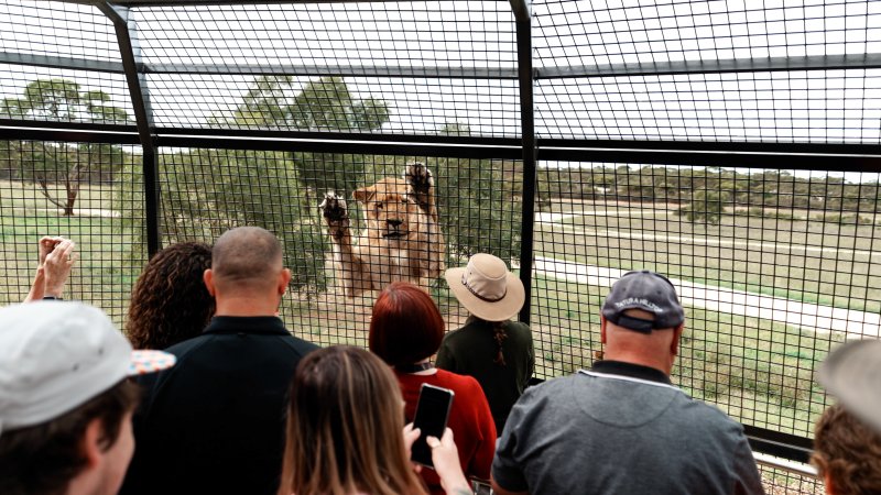 Lions at Monarto Safari Park
