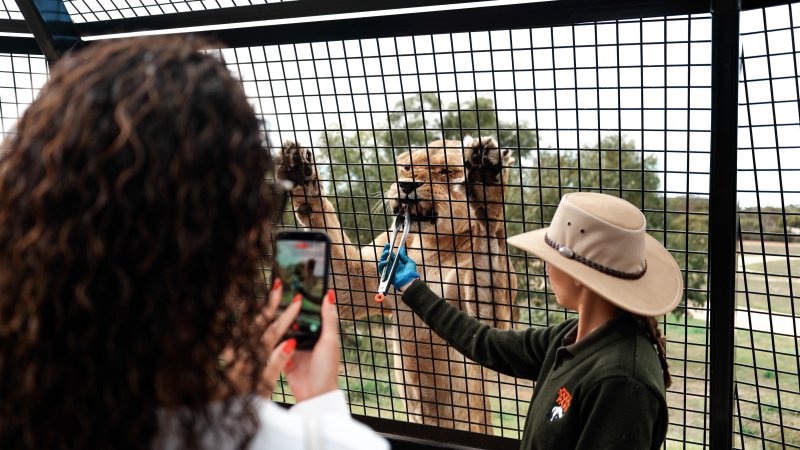 Lions at Monarto Safari Park