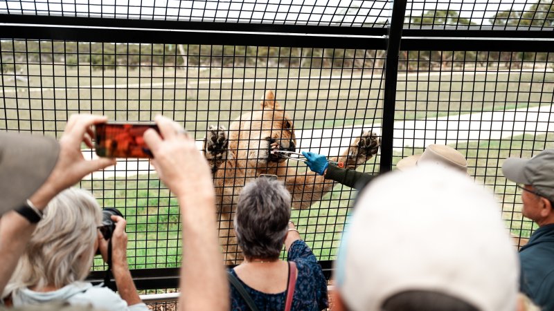 Lions at Monarto Safari Park