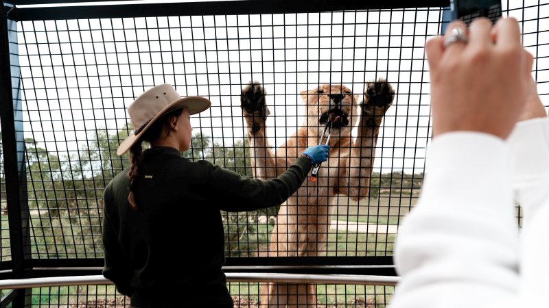 Lions at Monarto Safari Park