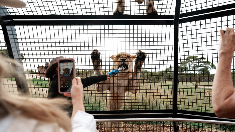 Lions at Monarto Safari Park