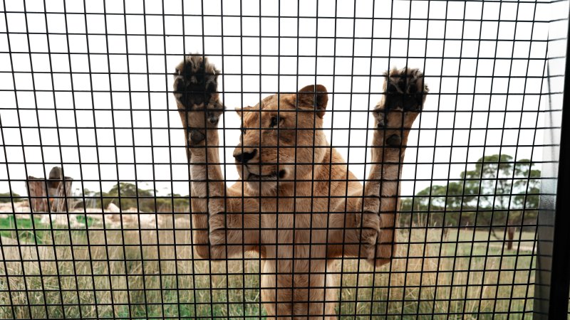 Lions at Monarto Safari Park