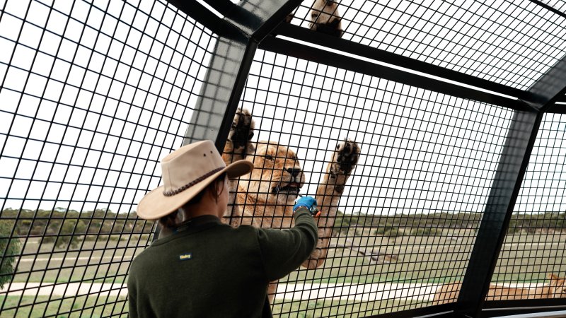 Lions at Monarto Safari Park