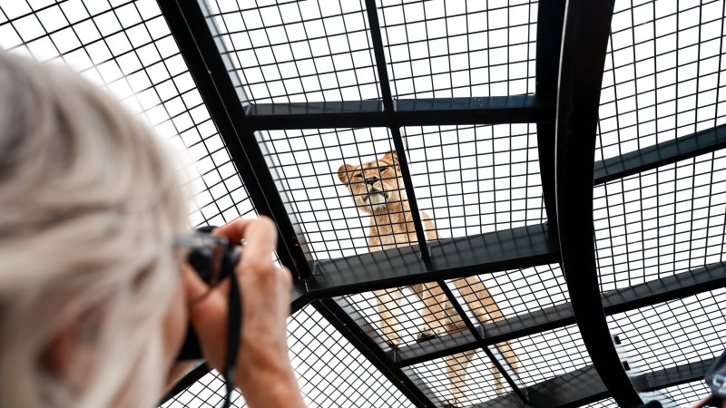 Lions at Monarto Safari Park