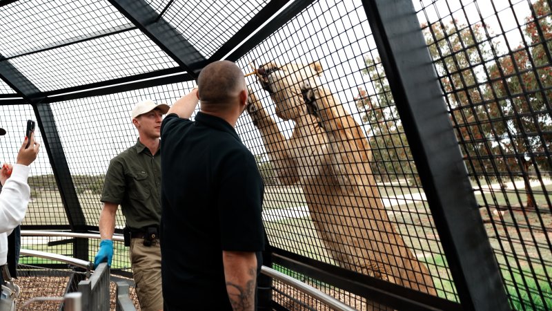 Lions at Monarto Safari Park