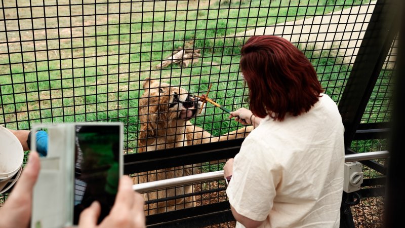 Lions at Monarto Safari Park