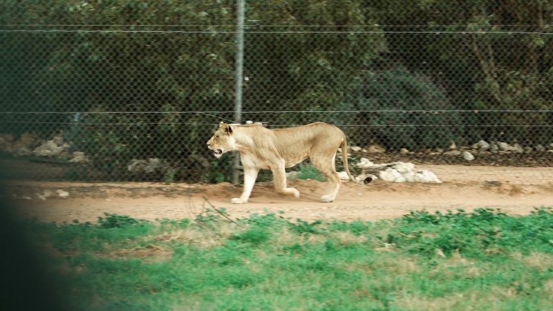 Lions at Monarto Safari Park