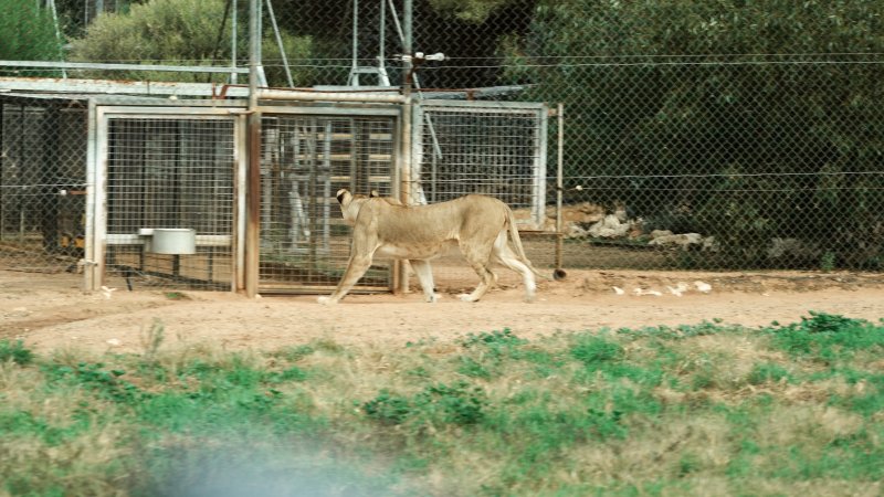 Lions at Monarto Safari Park