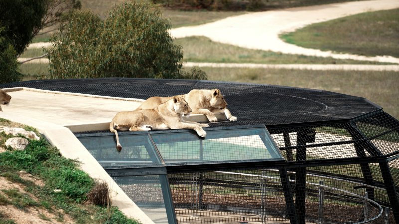 Lions at Monarto Safari Park