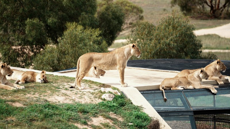 Lions at Monarto Safari Park
