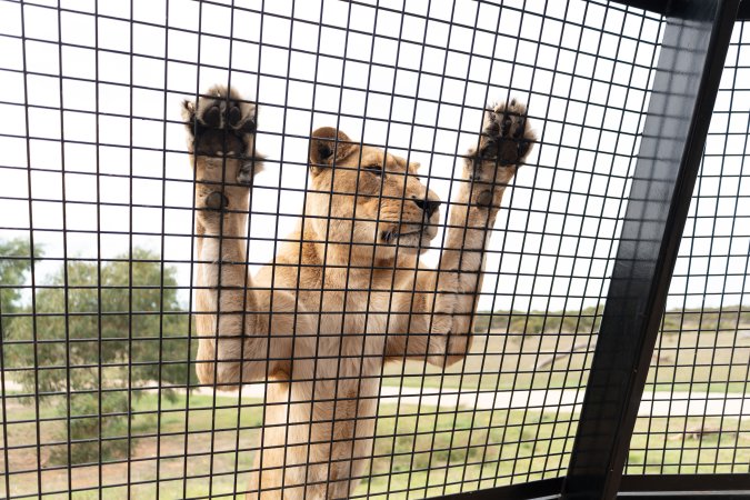 Lions at Monarto Safari Park